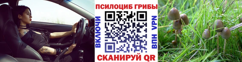 блэк спрут ссылки  купить наркоту  Козьмодемьянск  сайты даркнета официальный сайт  Галлюциногенные грибы MAGIC MUSHROOMS 